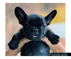 Bulldog francez - Imagine 6