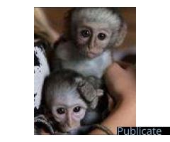 2Maimuțe Capucine energice pentru adopție